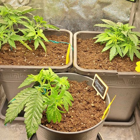 Blue Gelato growlog photo: Erde bei allen Damen gelockert.
Die Blätter Ausgedünnt und dafür gesorgt das die neuen Zweige Licht bekommen.
Neue Zweige runtergebunden und zurecht gedrückt.
Erde mit Draht gepiekst das sie schneller trocknet und mehr Luft oben rum kriegt.