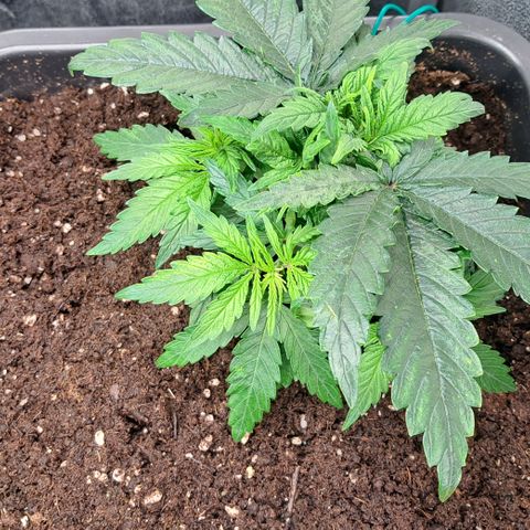 Blue Gelato growlog photo: Erde bei allen Damen gelockert.
Die Blätter Ausgedünnt und dafür gesorgt das die neuen Zweige Licht bekommen.
Neue Zweige runtergebunden und zurecht gedrückt.
Erde mit Draht gepiekst das sie schneller trocknet und mehr Luft oben rum kriegt.