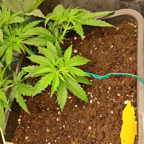 Blue Gelato growlog photo: Erde bei allen Damen gelockert.
Die Blätter Ausgedünnt und dafür gesorgt das die neuen Zweige Licht bekommen.
Neue Zweige runtergebunden und zurecht gedrückt.
Erde mit Draht gepiekst das sie schneller trocknet und mehr Luft oben rum kriegt.