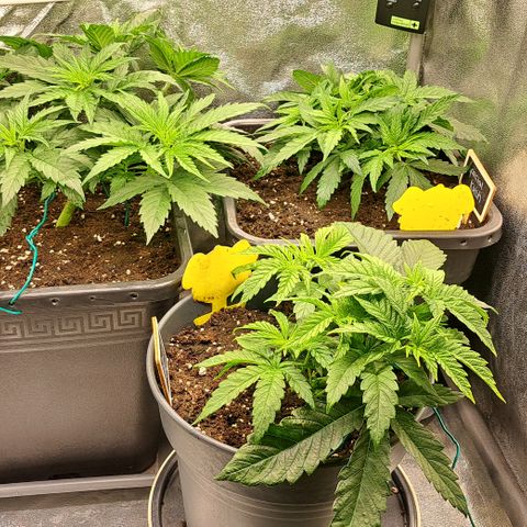 Blue Gelato growlog timeline photo