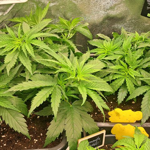 Blue Gelato growlog timeline photo