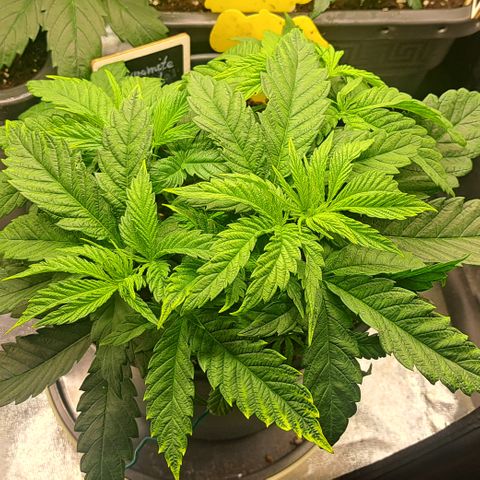 Blue Gelato growlog timeline photo