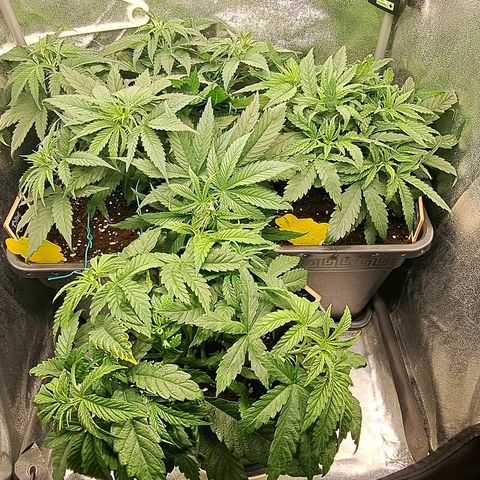 Blue Gelato growlog timeline photo