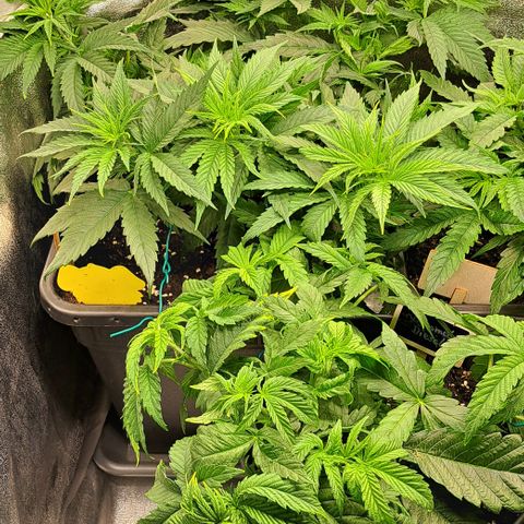 Blue Gelato growlog photo: 2. Mal Getoppt- Blue Gelato
Alle Pflanzen untenrum entlaubt und zurecht gebunden.