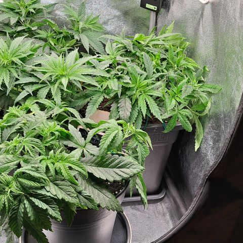 Blue Gelato growlog photo: 2. Mal Getoppt- Blue Gelato
Alle Pflanzen untenrum entlaubt und zurecht gebunden.
