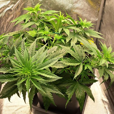 Blue Gelato growlog photo: 2. Mal Getoppt- Blue Gelato
Alle Pflanzen untenrum entlaubt und zurecht gebunden.