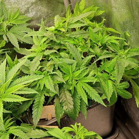 Blue Gelato growlog photo: 2. Mal Getoppt- Blue Gelato
Alle Pflanzen untenrum entlaubt und zurecht gebunden.