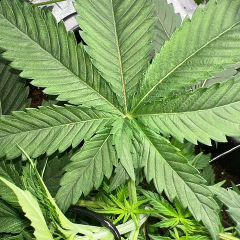 Blue Gelato growlog timeline photo