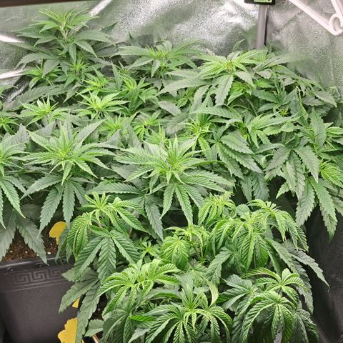 Blue Gelato growlog timeline photo