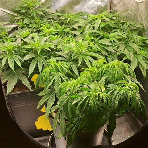Blue Gelato growlog timeline photo