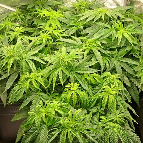 Blue Gelato growlog timeline photo