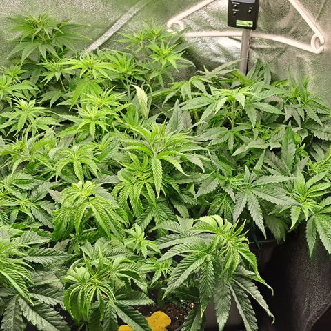 Blue Gelato growlog timeline photo