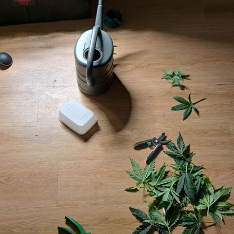 Blue Gelato growlog timeline photo