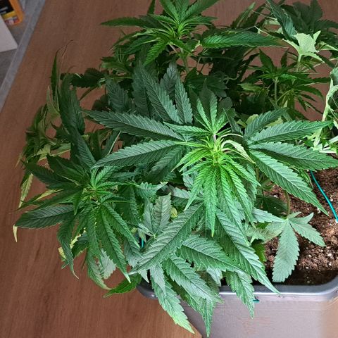 Blue Gelato growlog timeline photo
