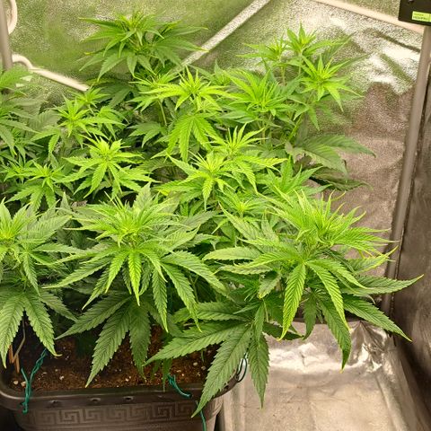 Blue Gelato growlog timeline photo