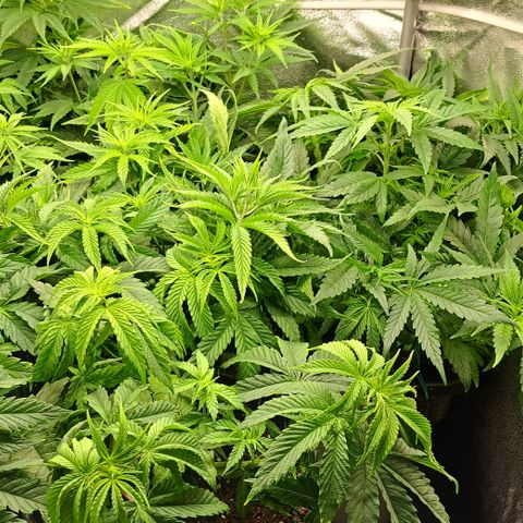 Blue Gelato growlog timeline photo