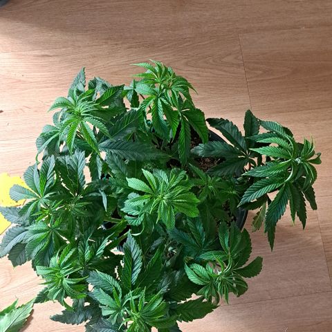 Blue Gelato growlog timeline photo