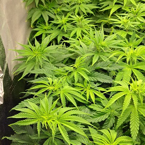 Blue Gelato growlog timeline photo