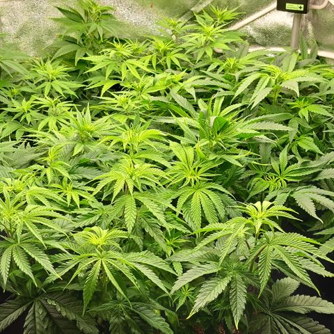 Blue Gelato growlog timeline photo