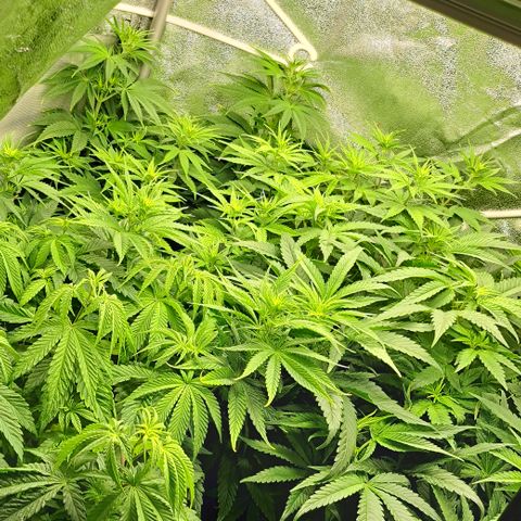 Blue Gelato growlog timeline photo