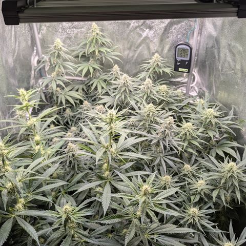 Blue Gelato growlog timeline photo
