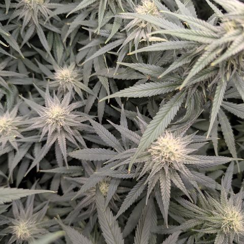 Blue Gelato growlog timeline photo