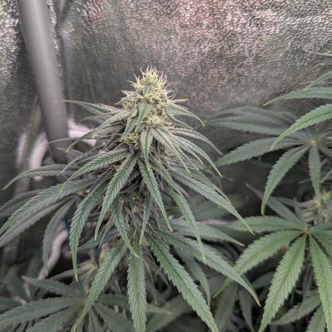 Blue Gelato growlog timeline photo