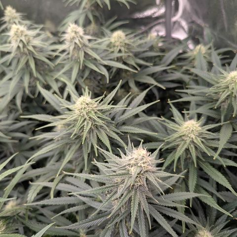 Blue Gelato growlog timeline photo