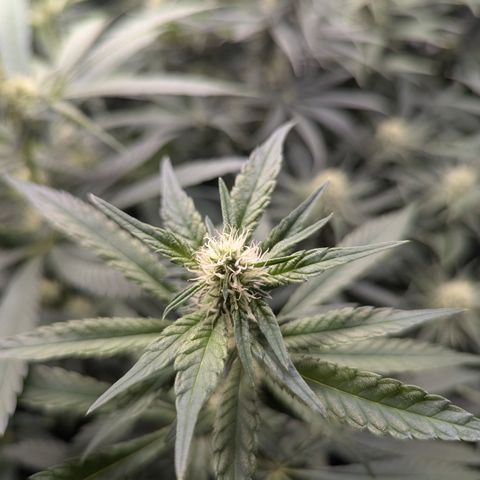 Blue Gelato growlog timeline photo