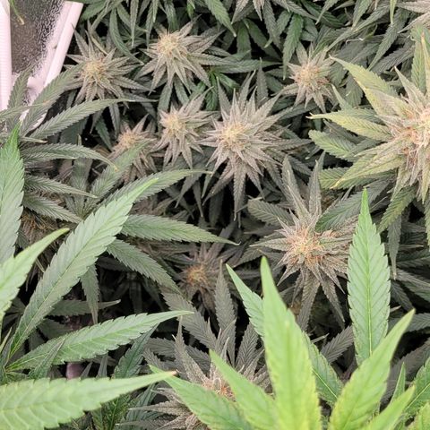Blue Gelato growlog timeline photo