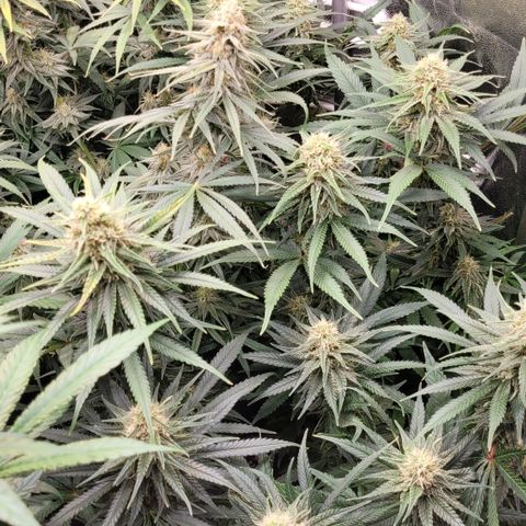 Blue Gelato growlog timeline photo