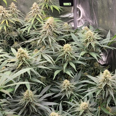 Blue Gelato growlog timeline photo