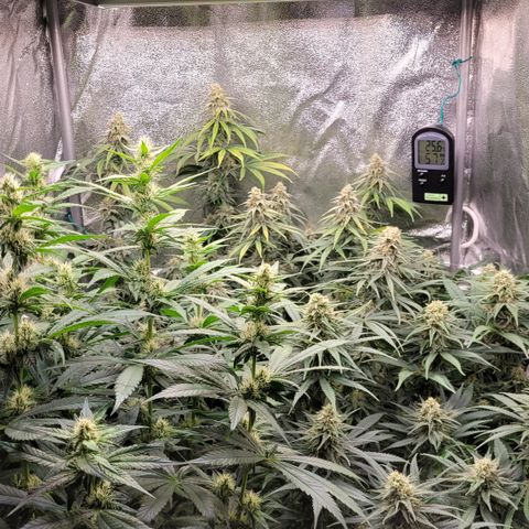 Blue Gelato growlog timeline photo