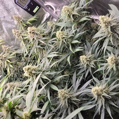 Blue Gelato growlog timeline photo