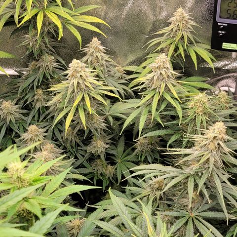 Blue Gelato growlog timeline photo