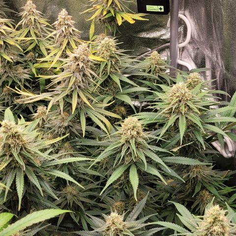 Blue Gelato growlog timeline photo