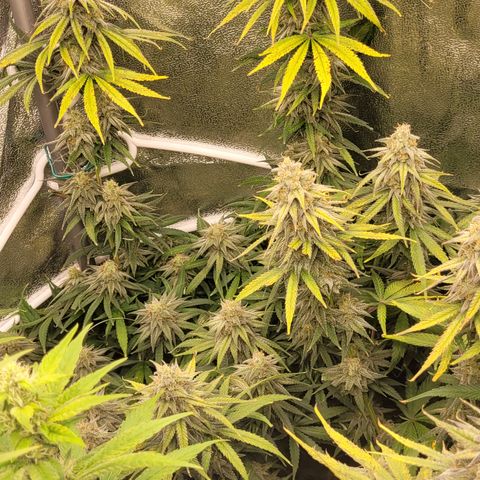 Blue Gelato growlog timeline photo