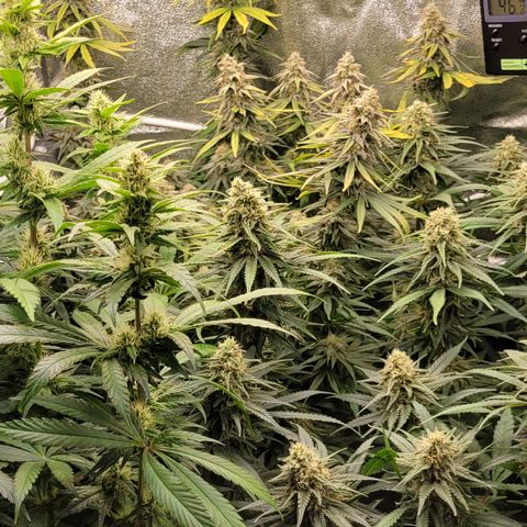 Blue Gelato growlog timeline photo