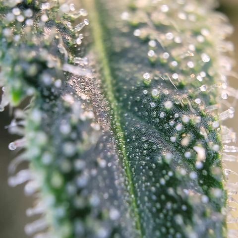 Blue Gelato growlog timeline photo