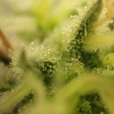 Blue Gelato growlog timeline photo