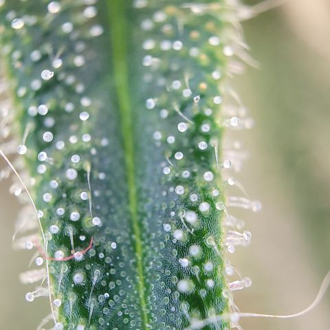 Blue Gelato growlog timeline photo