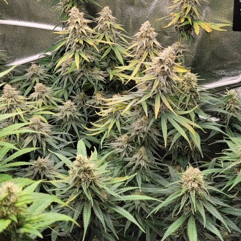Blue Gelato growlog timeline photo