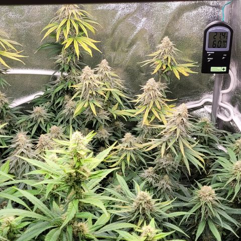 Blue Gelato growlog timeline photo