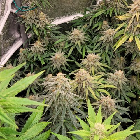 Blue Gelato growlog timeline photo