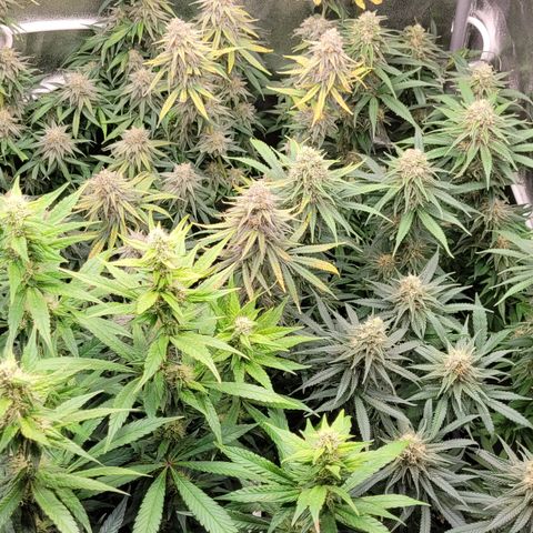Blue Gelato growlog timeline photo