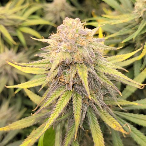 Blue Gelato growlog timeline photo