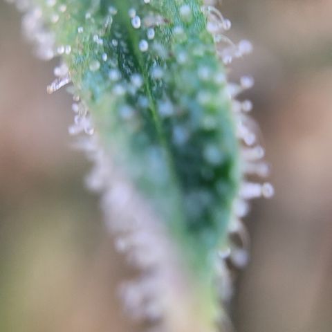 Blue Gelato growlog timeline photo