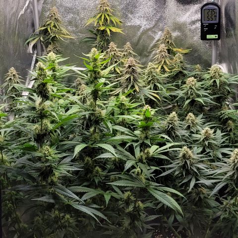 Blue Gelato growlog timeline photo