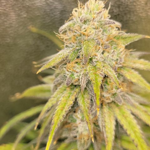 Blue Gelato growlog timeline photo