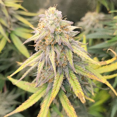 Blue Gelato growlog timeline photo